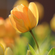 Illustration for article titled Lovely Free HD Wallpapers for Your Desktopem/em